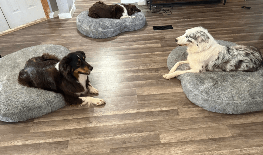 Pet Sitting