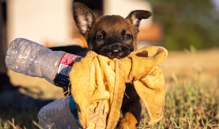 Puppy Training