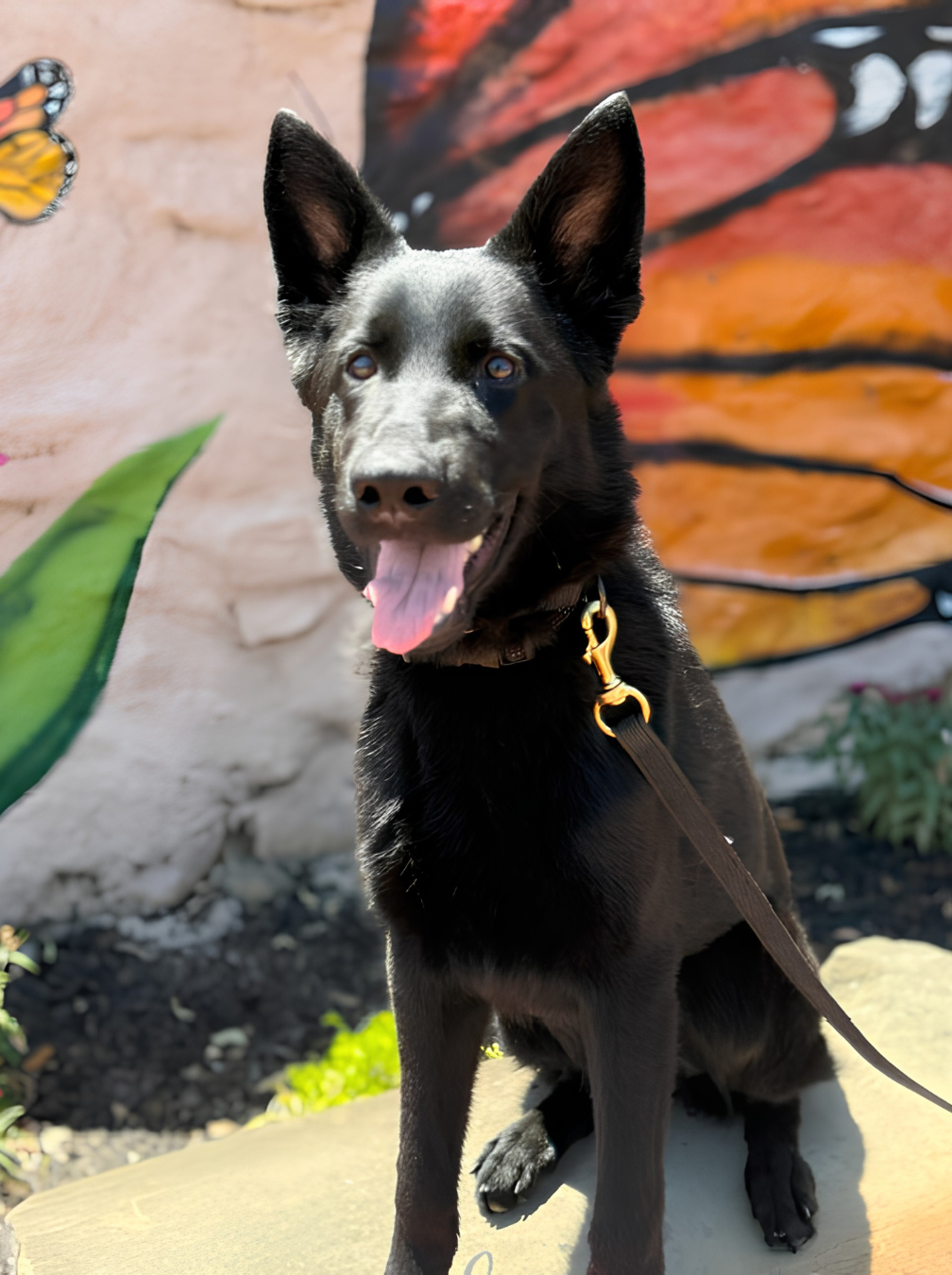 Marie - Black German Shepherd